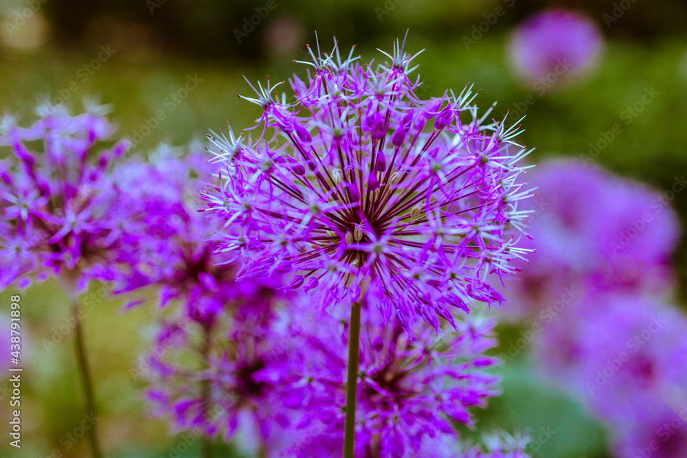decorative onion allium round purple flower in the garden in the forest