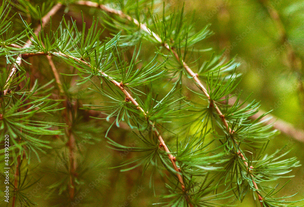 green branches larch (larix decidua) in the garden in the park green branches larch (larix decidua) in the garden in the park