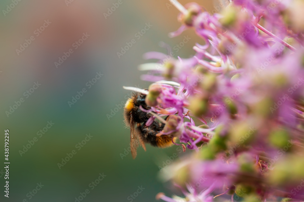 bee collecting pollen from a seasonal plant