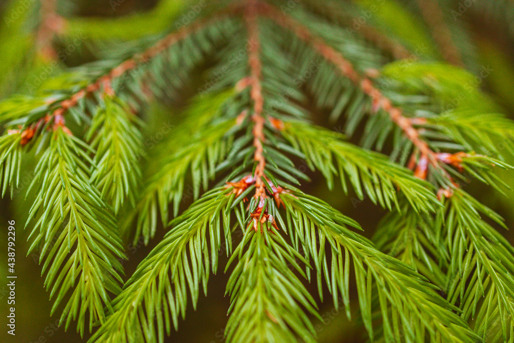 spruce paws with fresh sprouts in summer, growing fir trees for Christmas spruce paws with fresh sprouts in summer, growing fir trees for Christmas