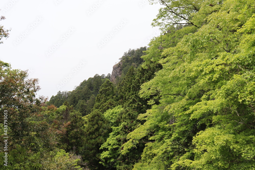 Obraz premium 日本の山で綺麗な植物と空を撮影