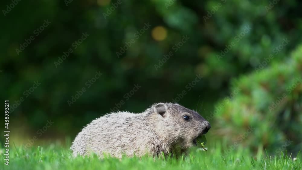 A groundhog eating grass under the shade tree. A groundhog eating grass under the shade tree.