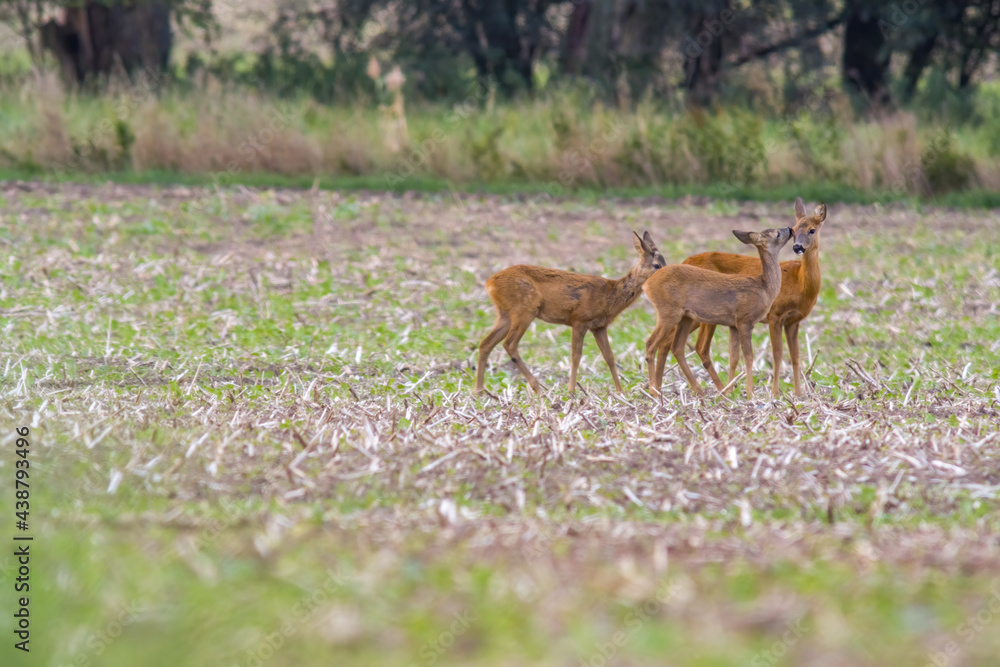 Deer grazing and relaxing in nature