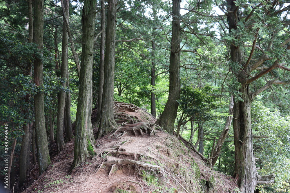 山奥の綺麗な自然の景色 山奥の綺麗な自然の景色