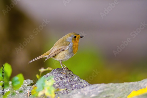 robin sits on a branch looking for food © Mario Plechaty