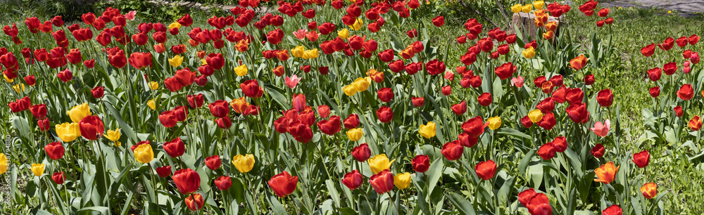 image of many beautiful tulip flowers in a spring garden image of many beautiful tulip flowers in a spring garden