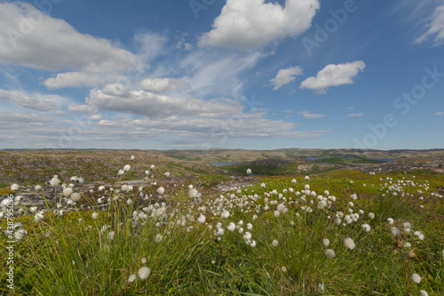 Sky with clouds, hills and cottongrass .