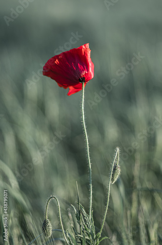 kolorowa łąka z czerwonymi makami photo