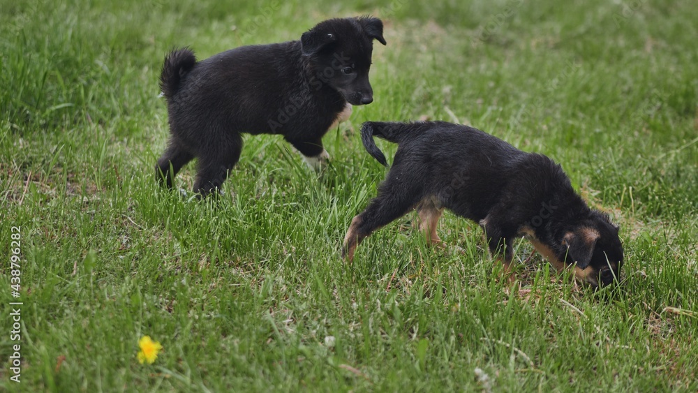 Black puppies of common breed play on green grass with each other. Black puppies of common breed play on green grass with each other.
