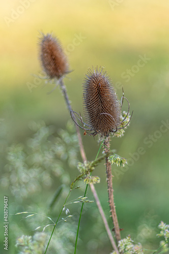 szczeć pospolita (Dipsacus fullonum) na jednolitym tle photo