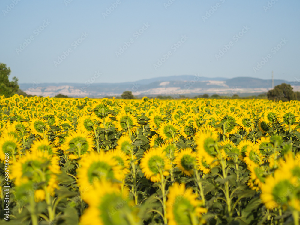 Fototapeta premium Campo de girasoles