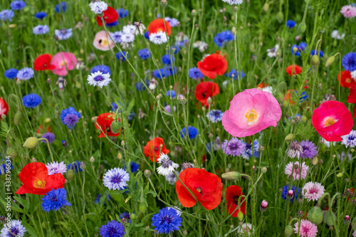Colourful wild flowers, including poppies and cornflowers, on a roadside verge in Ickenham, West London UK. The Borough of Hillingdon has been planting wild flowers next to roads to support wildlife.
