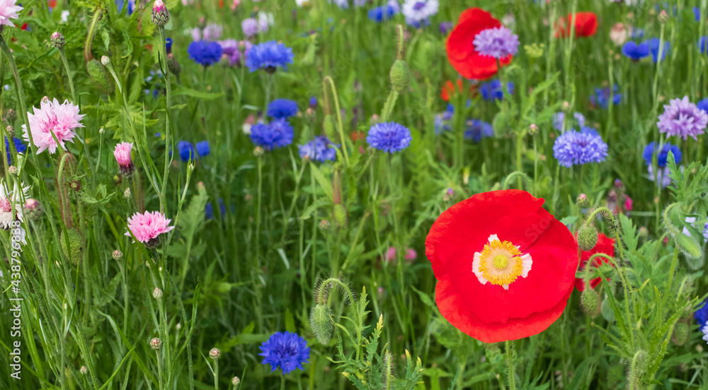 Obraz premium Colourful wild flowers, including cornflowers and poppies, on a roadside verge in Ickenham, West London UK. The Borough of Hillingdon has been planting wild flowers next to roads to support wildlife.