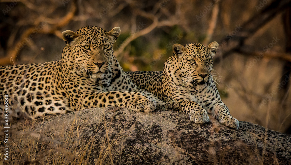 Fototapeta premium leopard in the tree