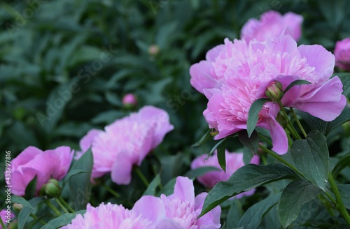 Pink peonies blooming, pink flowers and green leaves.