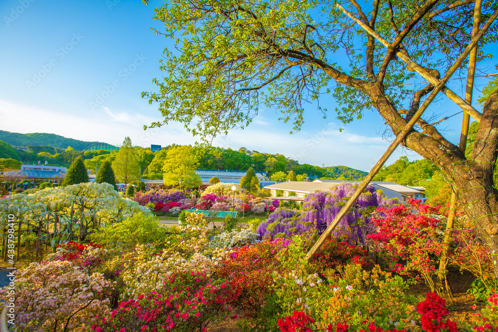 Fototapeta premium 栃木県 春のあしかがフラワーパーク 