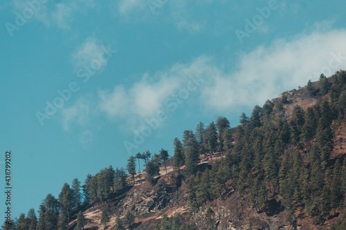 Pine Trees on top of the mountain at Manali, Himachal Pradesh, India © Shiv Mer