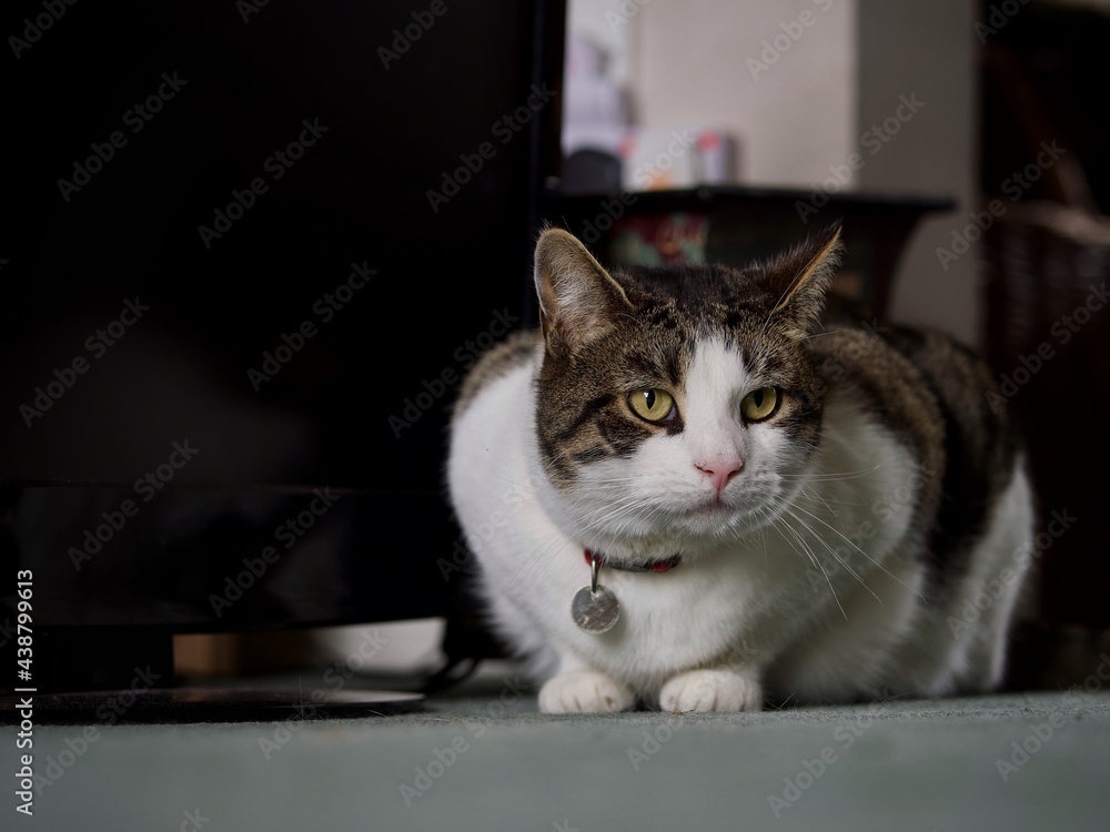 Tabby Cat Tabby Cat