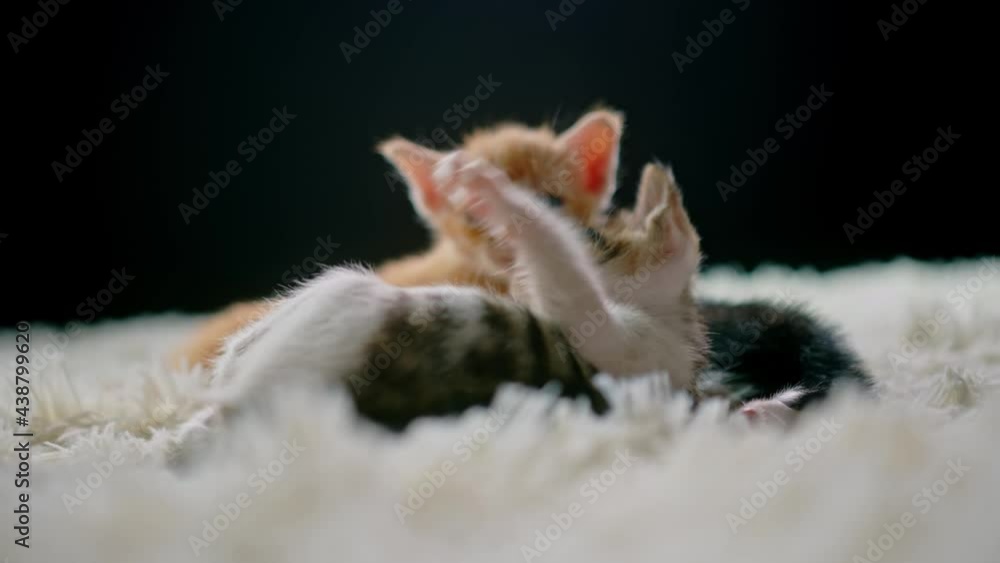Cute kittens at 30 days old on a white carpet.