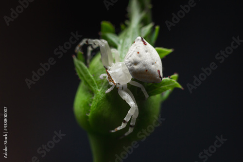 close-up photo of white crab spider
