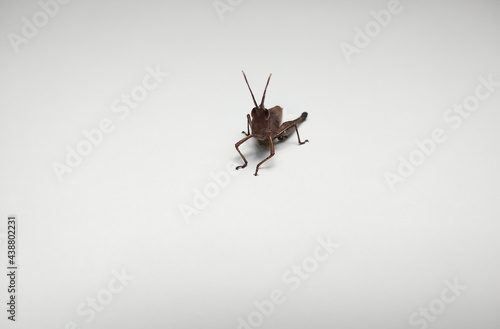 Brown Grasshopper isolated on white background