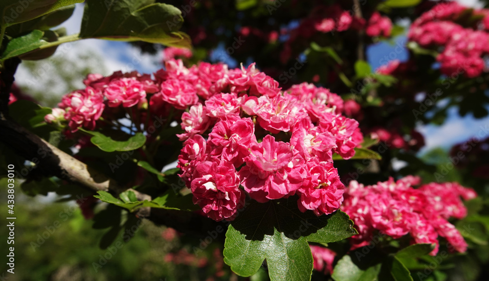 Pink flowers on the branches of Hawthorn Pink flowers on the branches of Hawthorn