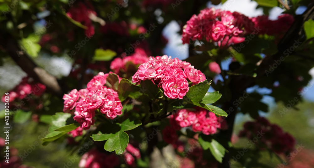 Pink flowers on the branches of Hawthorn Pink flowers on the branches of Hawthorn