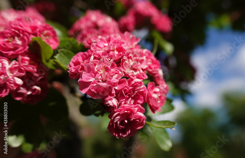 Pink flowers on the branches of Hawthorn