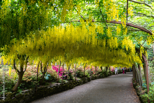 Papier peint Garden with blooming laburnum arch during spring time