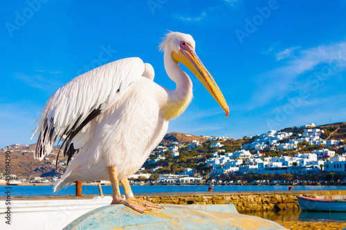Famous Pelican Petros in Mykonos island Greece Cyclades