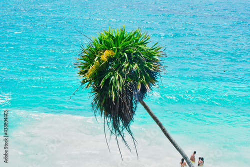 palm tree in the sea