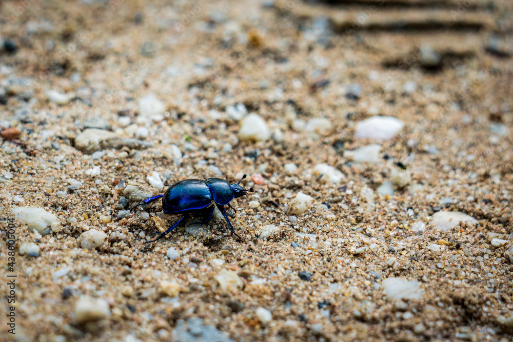 Wood dung beetle on sandy ground.