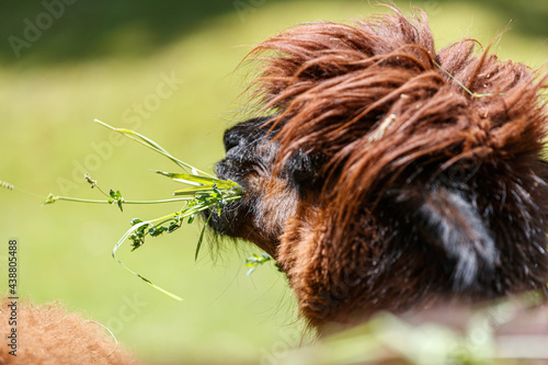Closeup of an alpaca's face (Vicugna pacos) eating