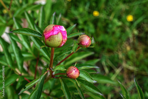 Unopened garden flower buds close-up