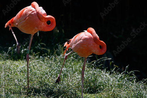 pink flamingo sleeping while head on back over his back