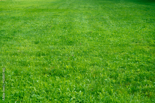 The lawn in the park, covered with green bright grass.