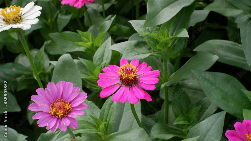 zinnia flower beautiful yellow red and pink zinnia flower beautiful yellow red and pink