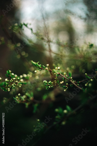 morning dew on the tree