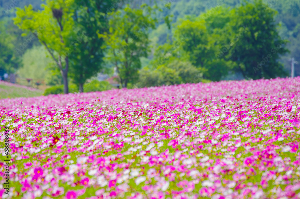 Early Summer scenery of Mulan grassland Scenic spot in Wuhan, Hubei Province, China Early Summer scenery of Mulan grassland Scenic spot in Wuhan, Hubei Province, China