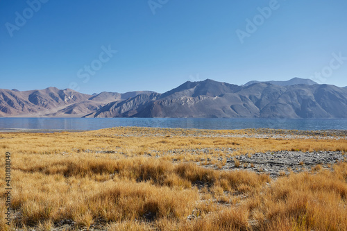 Golden grass with snow mountain