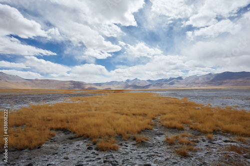 Golden grass with snow mountain