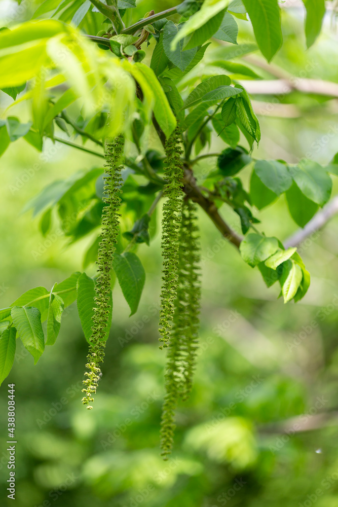 Branch at the time of flowering Butternut or white walnut (Juglans cinerea). Flowers and leaves white walnut (Juglans cinerea) close-up.
Branch at the time of flowering Butternut or white walnut (Juglans cinerea). Flowers and leaves white walnut (Juglans cinerea) close-up.