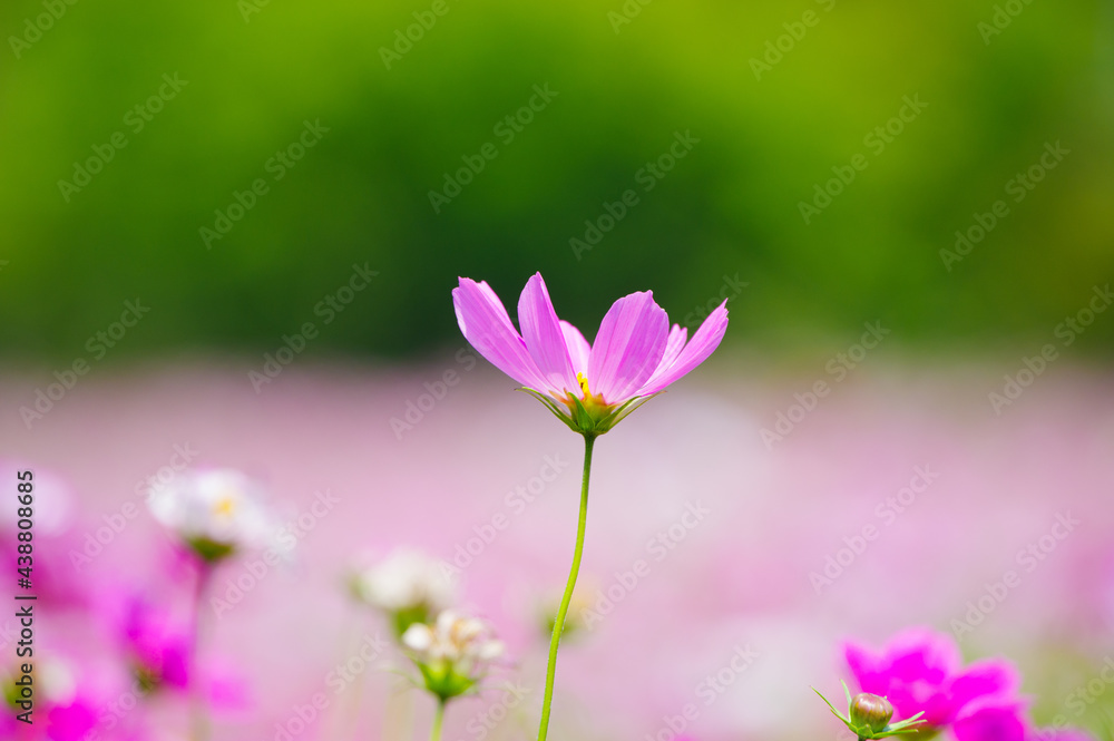 Early Summer scenery of Mulan grassland Scenic spot in Wuhan, Hubei Province, China Early Summer scenery of Mulan grassland Scenic spot in Wuhan, Hubei Province, China