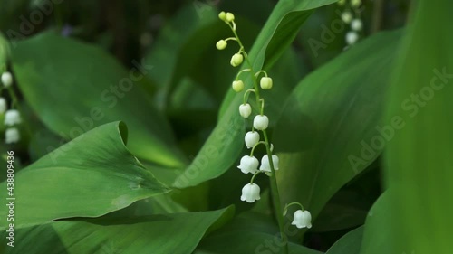 Lilies of the valley in the garden