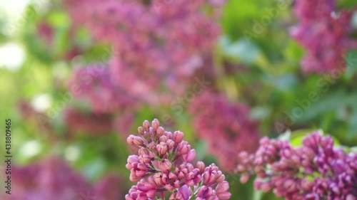 Purple lilac in the garden