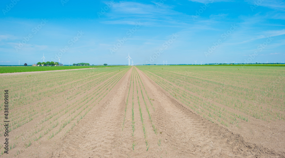 Vegetables in an agricultural field in bright sunlight below a blue sky in springtime, Almere, Flevoland, Netherlands, June 10, 2021 Vegetables in an agricultural field in bright sunlight below a blue sky in springtime, Almere, Flevoland, Netherlands, June 10, 2021