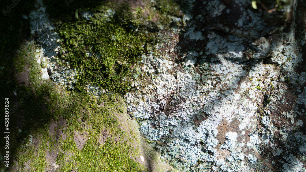 Obraz premium 石模様