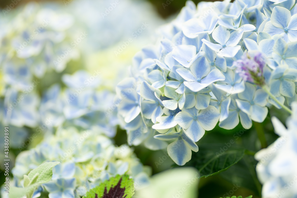 満開の紫陽花
満開の紫陽花