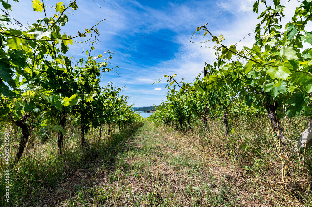 vineyard by the lake for the production of grapes