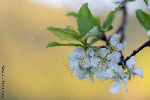 Flower European plum (Prunus domestica) macro with a beautiful background of boyuke. Prunus domestica, the European plum is a species of flowering plant in the family Rosaceae. photo